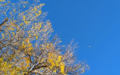 The Winds of Change — Resisting What’s Unnatural, Surrendering to What’s Real